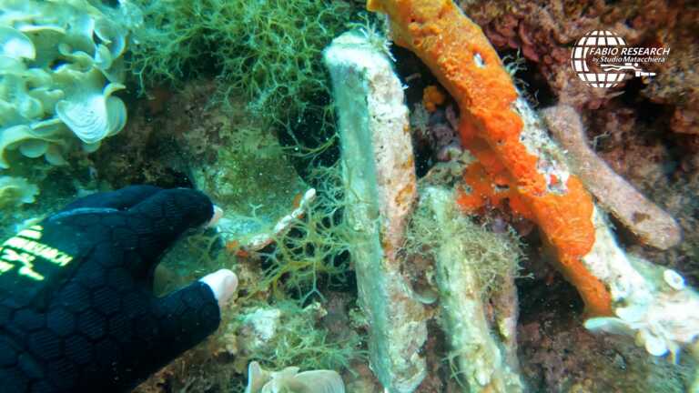 Leporano, trovato sui fondali un probabile carico di una nave di 2mila anni fa