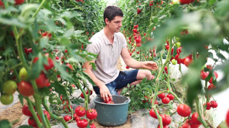 Galleria foto 'Agroalimentare, nel primo trimestre balzo Pil +6,2%' - foto 1