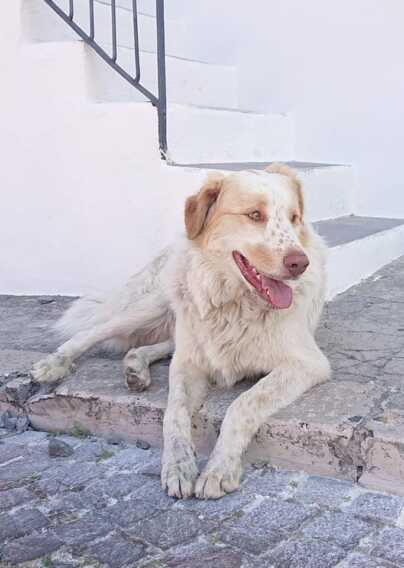 San Giovanni Rotondo: morto il cane Galak ucciso con colpi di arma da fuoco