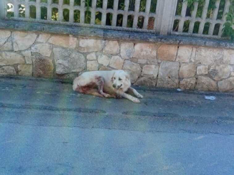 Cisternino, sparano un cane in strada: soccorso, ma l’animale muore