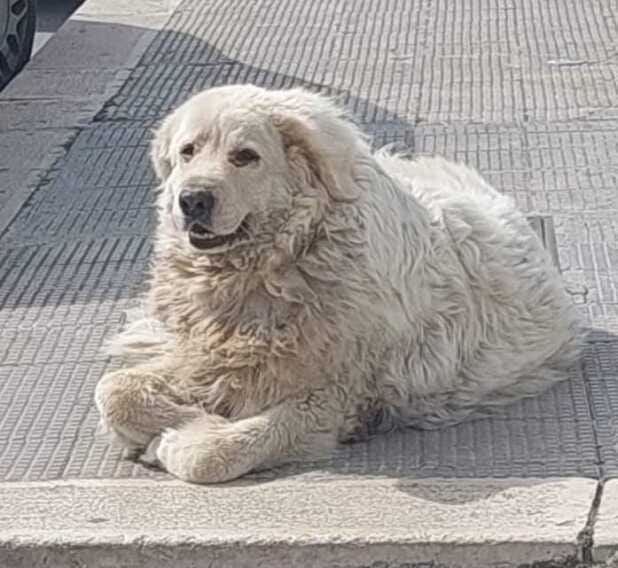 Galleria foto 'Bari dà l’addio a Henry, il cane simbolo di San Girolamo' - foto 1