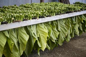 Galleria foto 'Caputo (Regione Campania): ‘Con contratti filiera del tabacco si alza asticella redditività’' - foto 1