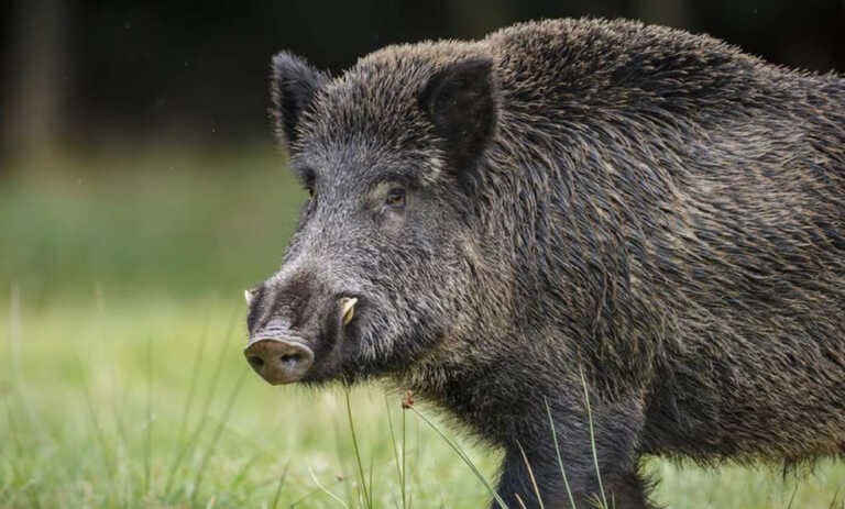 In scooter investono un cinghiale: motociclisti feriti ad Andria