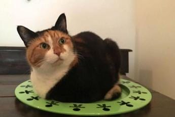 Galleria foto 'Covid, Pregliasco: “Contagio gatto-uomo eccezione”' - foto 1