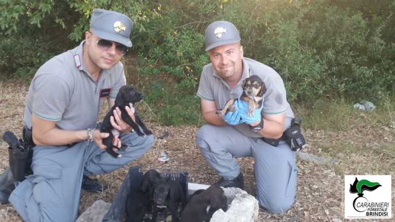 Traffico illecito di animali: sequestrato carico di cuccioli a Brindisi