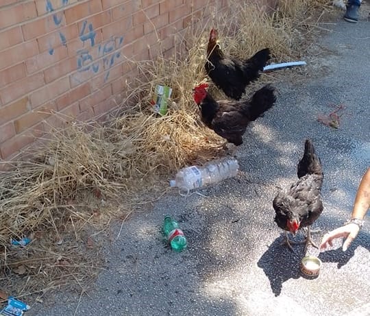 Galleria foto 'Legate e buttate in un cassonetto: galline salvate da un cittadino a Foggia' - foto 1
