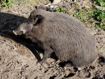 Galleria foto 'Genova, donna morsa a un braccio da un cinghiale in spiaggia' - foto 1