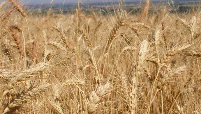 Prezzo del grano pugliese in caduta libera: -45 euro a tonnellata