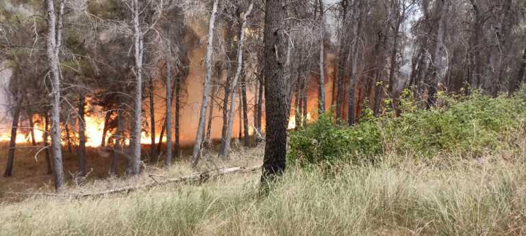 Incendi, in Puglia oltre 940 incendi in 15 giorni. La provincia di Lecce la più colpita