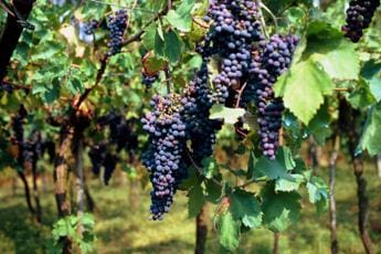 Galleria foto 'Ismea, biologico conquista sempre più vigneti e noccioleti' - foto 1