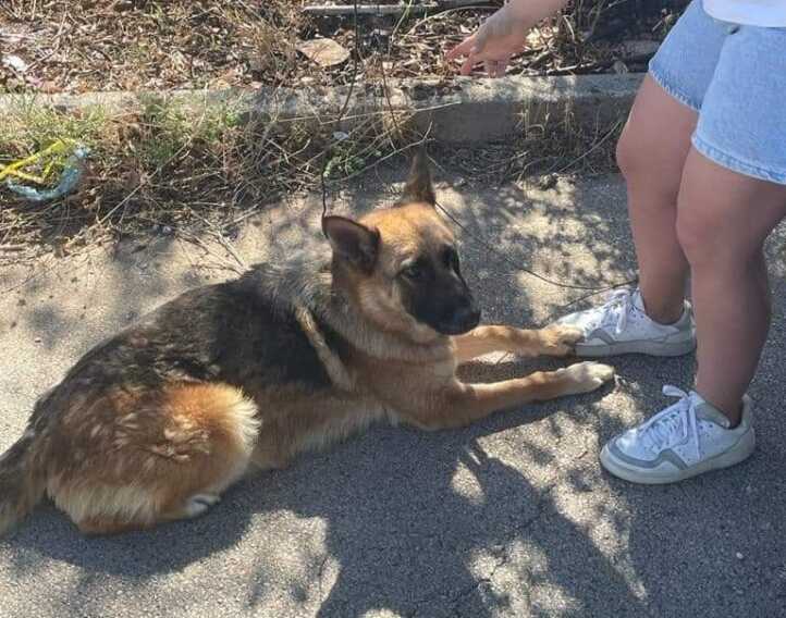 Legato e abbandonato per strada: cane salvato vicino  Acquaviva