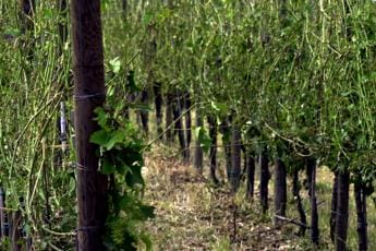 Galleria foto 'Maltempo, grandine nel Mugello: “Danni a vigneti e frutteti”' - foto 1