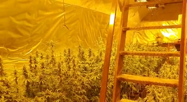 Trovate 400 piante di marijuana in un’azienda agricola ad Andria: arrestato il titolare
