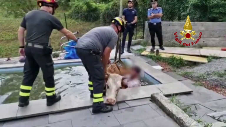 Galleria foto 'Mucca si tuffa in piscina. Le immagini dell’incredibile salvataggio' - foto 1