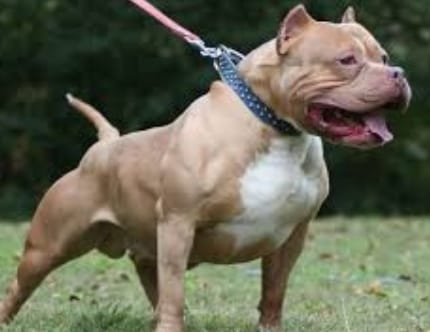 Azzannato da un pitbull a Pulsano: uomo ricoverato con fratture