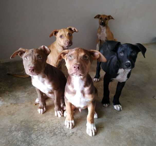 Abbandonati cinque cuccioli di pitbull. Ecco l’altra faccia delle vacanze