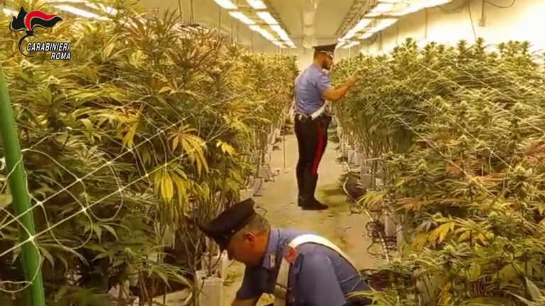 Galleria foto 'Scoperte due maxi piantagioni di marijuana vicino Roma, 11 arresti' - foto 1