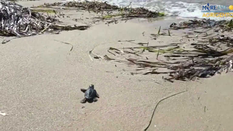 Galleria foto 'Si schiudono a Siculiana le prime uova di Caretta Caretta' - foto 1