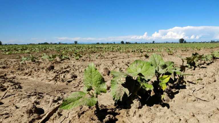Siccità, Coldiretti Puglia alla Regione: «Decretare lo stato di emergenza»
