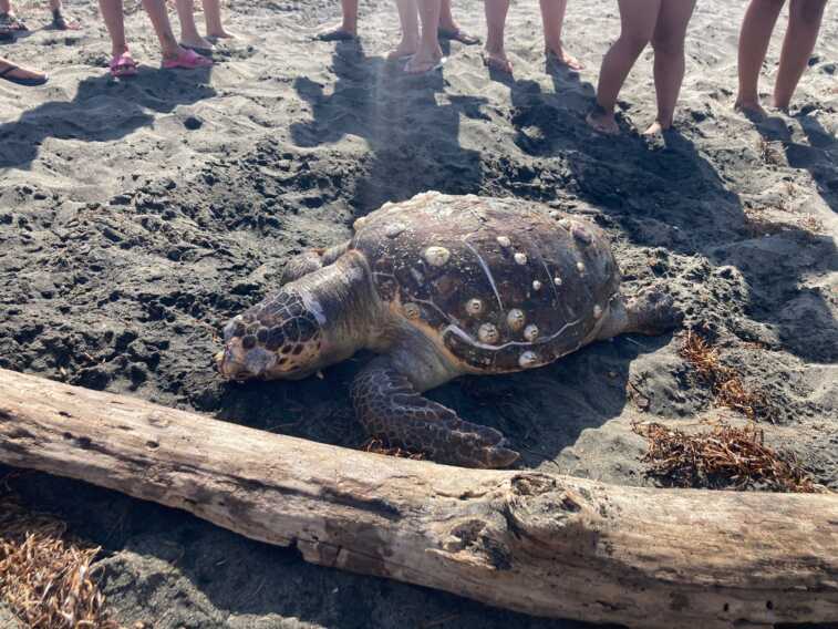 Tartaruga spiaggiata trovata morta sul litorale di Margherita di Savoia