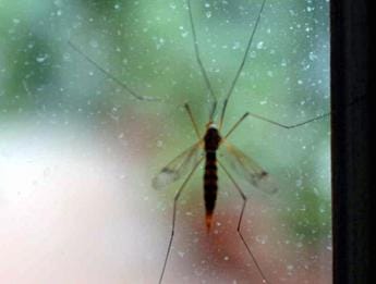 Galleria foto 'West Nile in Italia, Iss: “15 casi confermati con 4 morti”' - foto 1