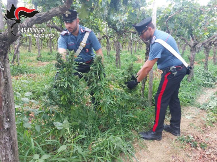 Galleria foto 'Nella vigna una piantagione di marijuana: 3 arresti a Laterza' - foto 2