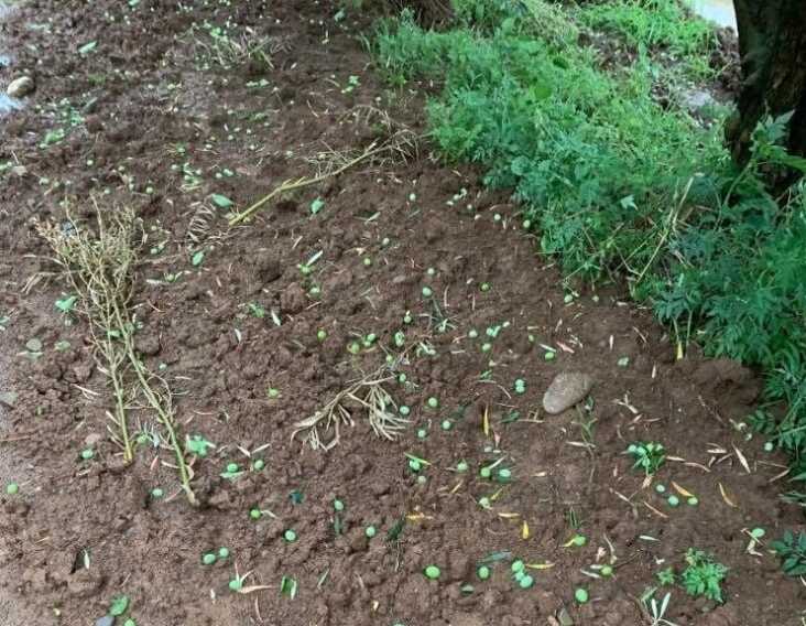 Giordano (Ugl Matera): «Tasse sospese per gli imprenditori agricoli del Metapontino»