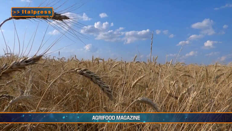 Agrifood Magazine – 03/08/2022