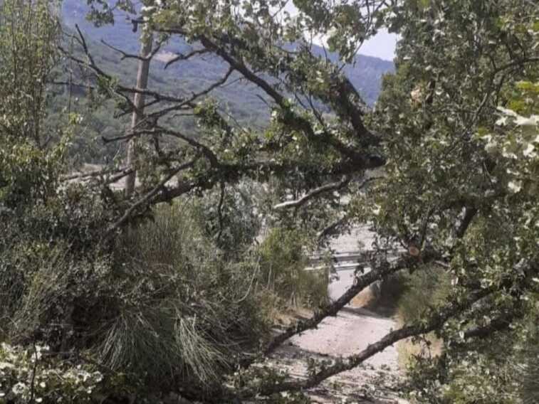 Galleria foto 'Maltempo in Basilicata: strade allagate e alberi abbattuti dal vento' - foto 1