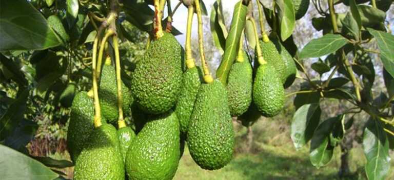 In Puglia cresce la produzione di frutta esotica: «Effetto di mutazioni climatiche»