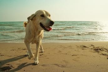 Galleria foto 'Cani in spiaggia, cosa c’è da sapere' - foto 1