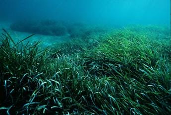 Galleria foto 'Clima, Cnr: mortalità di massa per 50 specie del Mediterraneo' - foto 1