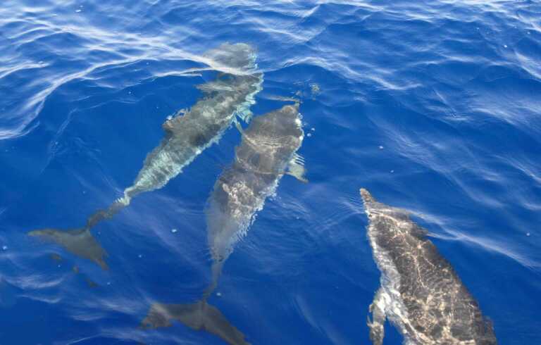 Nel golfo di Taranto una casa dei delfini: si lavora per l’area protetta