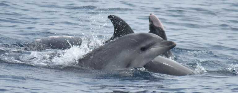 La “voce” dei delfini e gli abissi del Golfo di Taranto in streaming