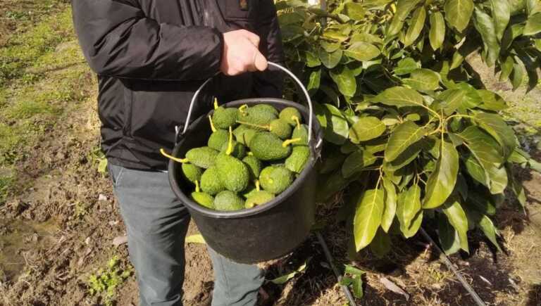 Puglia: frutta esotica per rigenerare il paesaggio dal disastro della Xylella