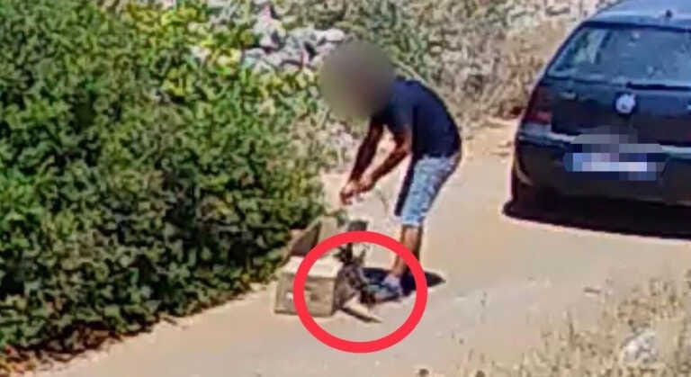 Anche un gatto abbandonato tra i rifiuti a Presicce-Acquarica: incastrato dalle fototrappole