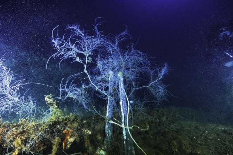 Galleria foto 'I sub di Marevivo ripiantano un corallo nero sul relitto Haven' - foto 1