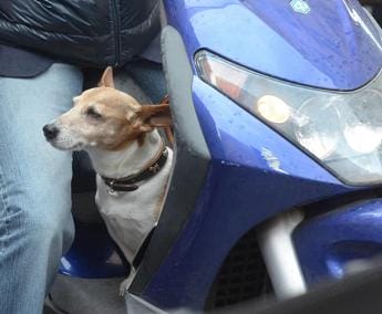 Galleria foto 'Monza, è ai domiciliari ma lo trovano in scooter senza casco e con il cane' - foto 1