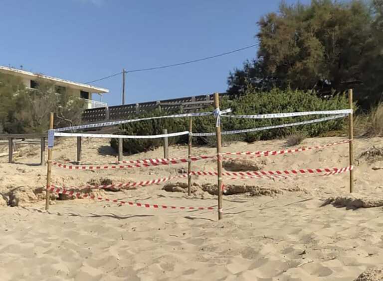Tartarughe marine, in Puglia è boom di nidificazioni di Caretta caretta: la maggior parte tra Lecce e Taranto