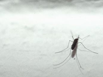 Galleria foto 'Nuoro, individuato virus ‘Usutu’ in zanzare comuni' - foto 1