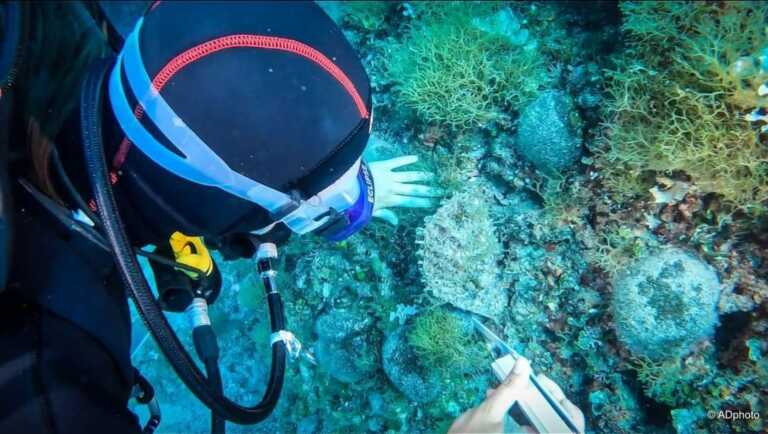 Mollusco “scomparso” torna alle Tremiti: «Ritrovamento eccezionale»