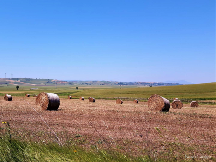 Psr Puglia, 50 milioni di euro per il sostegno agli investimenti delle aziende agricole