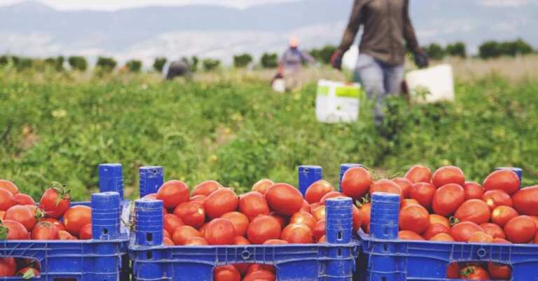 Pomodoro, cresce l’importazione e aumentano i controlli: a Bari ispezioni su una nave albanese