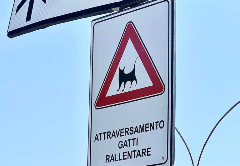 Galleria foto 'Brindisi: attenti ai gatti. Nuova segnaletica per tutelare le colonie feline' - foto 1