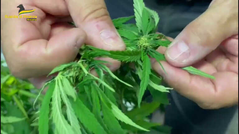 Galleria foto 'Sequestrata coltivazione di marijuana nel cuore di Ancona' - foto 1