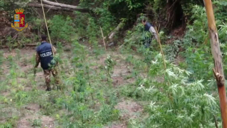 Galleria foto 'Sequestrati 700 chili di marijuana a Vibo Valentia, 3 arresti' - foto 1