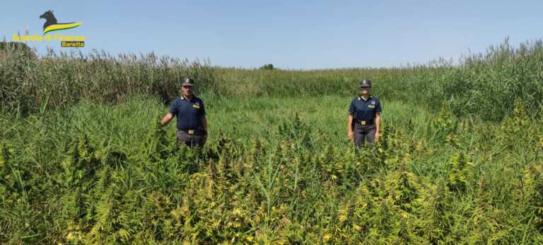 Oltre 3mila piante di marijuana sequestrate a Barletta: 3 arresti