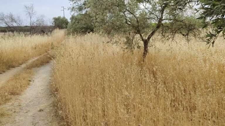 Dalla Regione Puglia 17,5 milioni di euro ai Comuni per l’ammodernamento delle strade rurali