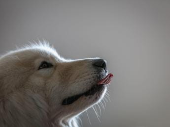Galleria foto 'Uccide cucciolo di cane a bastonate, denunciato 77enne' - foto 1