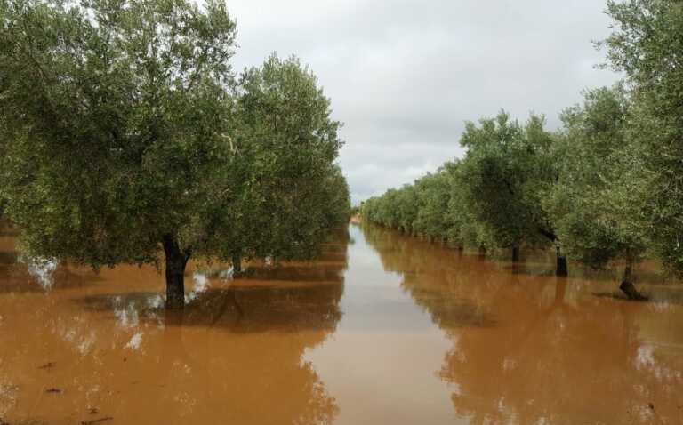 Maltempo, agricoltori in ginocchio dalla Capitanata al Tarantino
